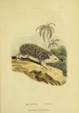 Reproducción/Reproduction 48346460391: General and particular descriptions of the vertebrated animals :. London :Printed for Baldwin, Cradock, and Joy :MDCCCXXI [1821]. 