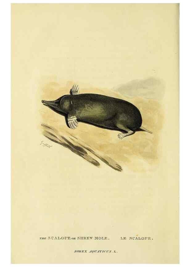 Reproducción/Reproduction 48346598707: General and particular descriptions of the vertebrated animals :. London :Printed for Baldwin, Cradock, and Joy :MDCCCXXI [1821]. 