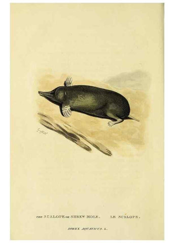 Reproducción/Reproduction 48346598707: General and particular descriptions of the vertebrated animals :. London :Printed for Baldwin, Cradock, and Joy :MDCCCXXI [1821]. 
