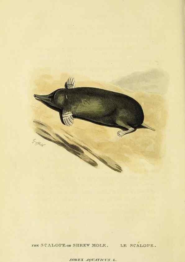 Reproducción/Reproduction 48346598707: General and particular descriptions of the vertebrated animals :. London :Printed for Baldwin, Cradock, and Joy :MDCCCXXI [1821]. 