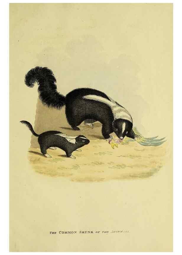 Reproducción/Reproduction 48346599047: General and particular descriptions of the vertebrated animals :. London :Printed for Baldwin, Cradock, and Joy :MDCCCXXI [1821]. 