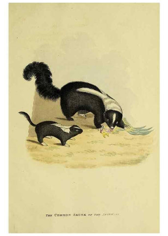 Reproducción/Reproduction 48346599047: General and particular descriptions of the vertebrated animals :. London :Printed for Baldwin, Cradock, and Joy :MDCCCXXI [1821]. 