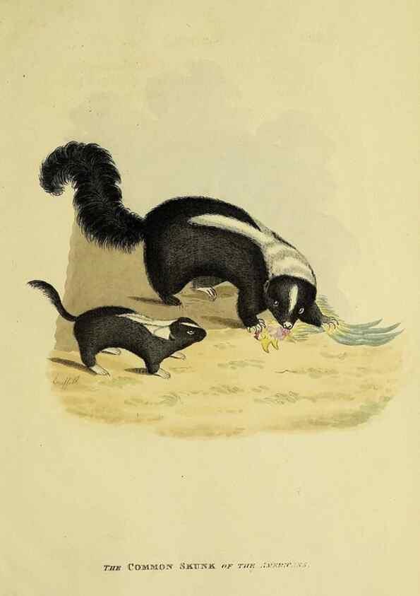 Reproducción/Reproduction 48346599047: General and particular descriptions of the vertebrated animals :. London :Printed for Baldwin, Cradock, and Joy :MDCCCXXI [1821]. 