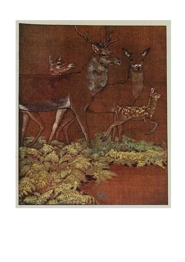 Reproducción/Reproduction 48346734561: The childhood of animals,. New York,F. A. Stokes[1912]. 