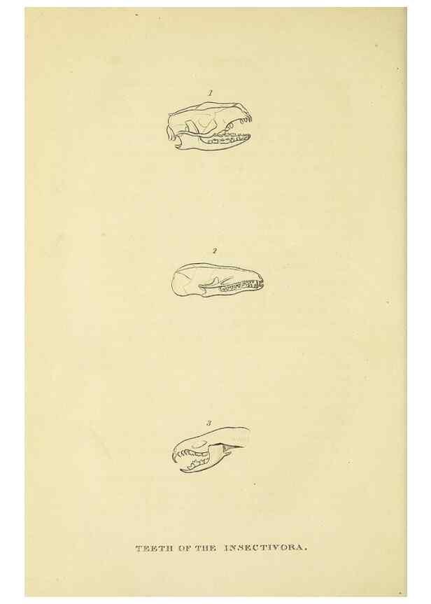Reproducción/Reproduction 48346460001: General and particular descriptions of the vertebrated animals :. London :Printed for Baldwin, Cradock, and Joy :MDCCCXXI [1821]. 