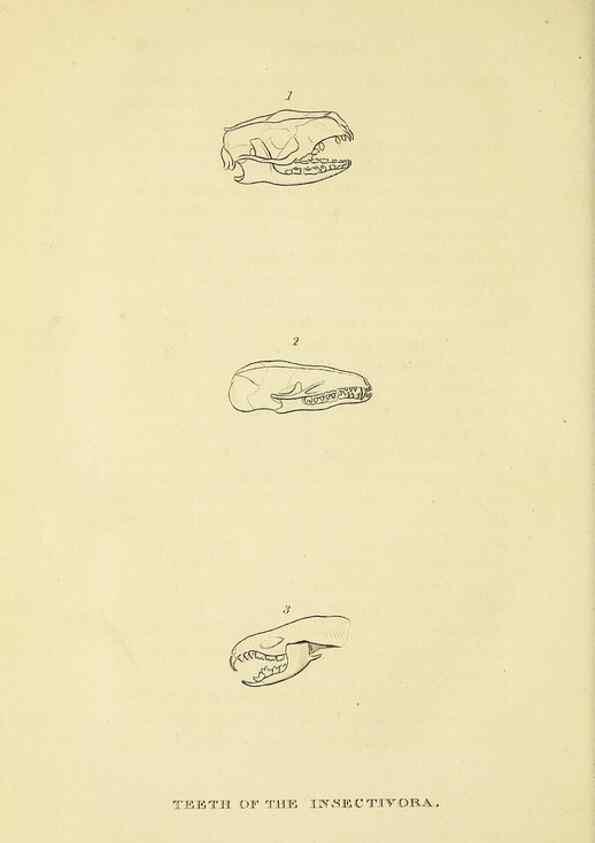 Reproducción/Reproduction 48346460001: General and particular descriptions of the vertebrated animals :. London :Printed for Baldwin, Cradock, and Joy :MDCCCXXI [1821]. 