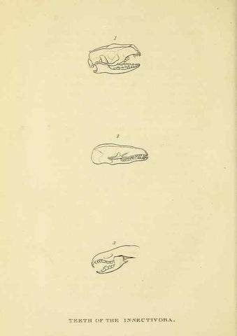 Reproducción/Reproduction 48346460001: General and particular descriptions of the vertebrated animals :. London :Printed for Baldwin, Cradock, and Joy :MDCCCXXI [1821]. 