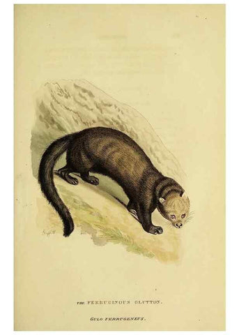 Reproducción/Reproduction 48346459551: General and particular descriptions of the vertebrated animals :. London :Printed for Baldwin, Cradock, and Joy :MDCCCXXI [1821]. 
