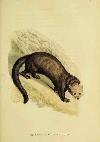 Reproducción/Reproduction 48346459551: General and particular descriptions of the vertebrated animals :. London :Printed for Baldwin, Cradock, and Joy :MDCCCXXI [1821]. 