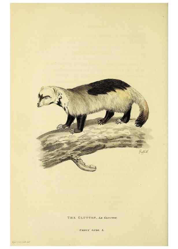 Reproducción/Reproduction 48346597317: General and particular descriptions of the vertebrated animals :. London :Printed for Baldwin, Cradock, and Joy :MDCCCXXI [1821]. 