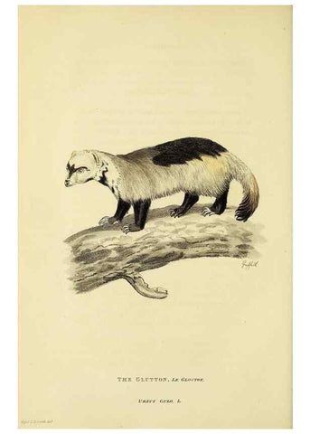 Reproducción/Reproduction 48346597317: General and particular descriptions of the vertebrated animals :. London :Printed for Baldwin, Cradock, and Joy :MDCCCXXI [1821]. 