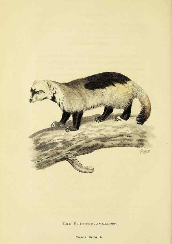 Reproducción/Reproduction 48346597317: General and particular descriptions of the vertebrated animals :. London :Printed for Baldwin, Cradock, and Joy :MDCCCXXI [1821]. 