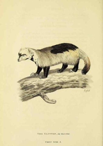 Reproducción/Reproduction 48346597317: General and particular descriptions of the vertebrated animals :. London :Printed for Baldwin, Cradock, and Joy :MDCCCXXI [1821]. 