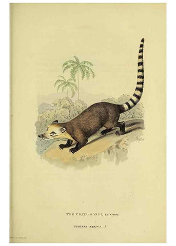 Reproducción/Reproduction 48346596922: General and particular descriptions of the vertebrated animals :. London :Printed for Baldwin, Cradock, and Joy :MDCCCXXI [1821]. 