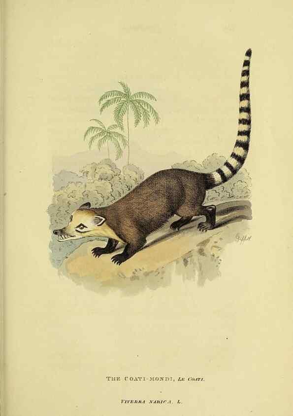 Reproducción/Reproduction 48346596922: General and particular descriptions of the vertebrated animals :. London :Printed for Baldwin, Cradock, and Joy :MDCCCXXI [1821]. 