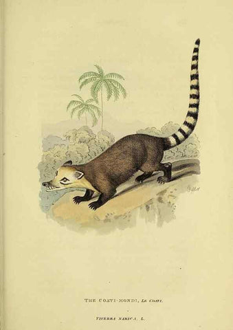Reproducción/Reproduction 48346596922: General and particular descriptions of the vertebrated animals :. London :Printed for Baldwin, Cradock, and Joy :MDCCCXXI [1821]. 