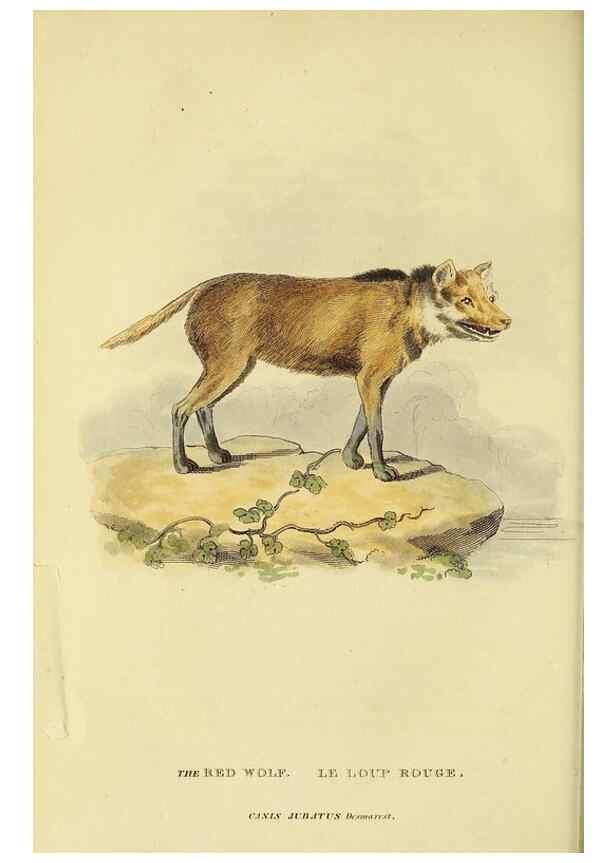 Reproducción/Reproduction 48346591202: General and particular descriptions of the vertebrated animals :. London :Printed for Baldwin, Cradock, and Joy :MDCCCXXI [1821]. 