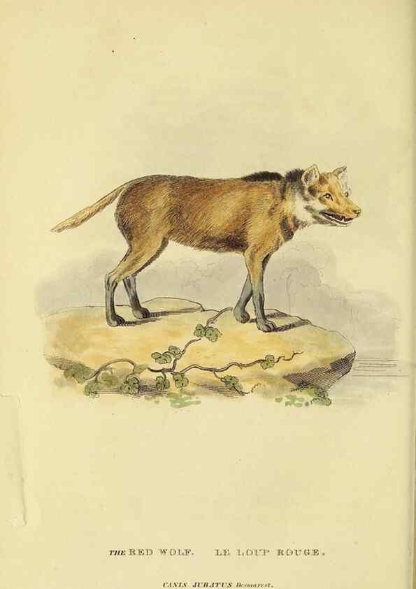 Reproducción/Reproduction 48346591202: General and particular descriptions of the vertebrated animals :. London :Printed for Baldwin, Cradock, and Joy :MDCCCXXI [1821]. 