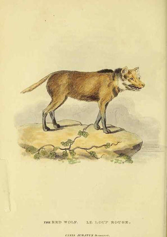 Reproducción/Reproduction 48346591202: General and particular descriptions of the vertebrated animals :. London :Printed for Baldwin, Cradock, and Joy :MDCCCXXI [1821]. 