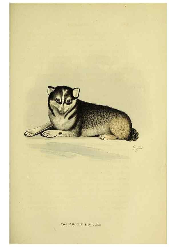 Reproducción/Reproduction 48346591577: General and particular descriptions of the vertebrated animals :. London :Printed for Baldwin, Cradock, and Joy :MDCCCXXI [1821]. 