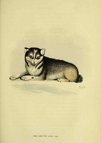 Reproducción/Reproduction 48346591577: General and particular descriptions of the vertebrated animals :. London :Printed for Baldwin, Cradock, and Joy :MDCCCXXI [1821]. 