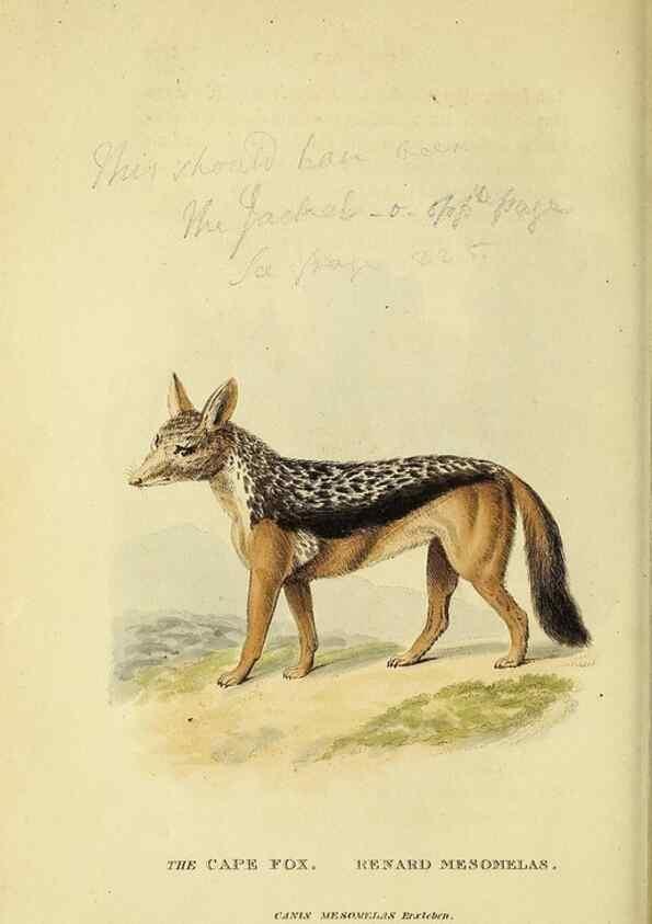 Reproducción/Reproduction 48346453476: General and particular descriptions of the vertebrated animals :. London :Printed for Baldwin, Cradock, and Joy :MDCCCXXI [1821]. 