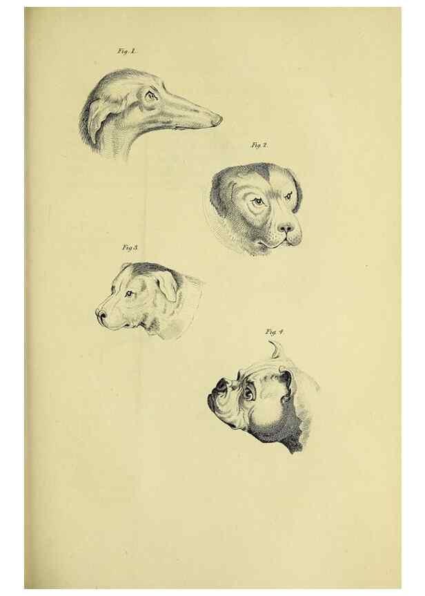 Reproducción/Reproduction 48346592227: General and particular descriptions of the vertebrated animals :. London :Printed for Baldwin, Cradock, and Joy :MDCCCXXI [1821]. 