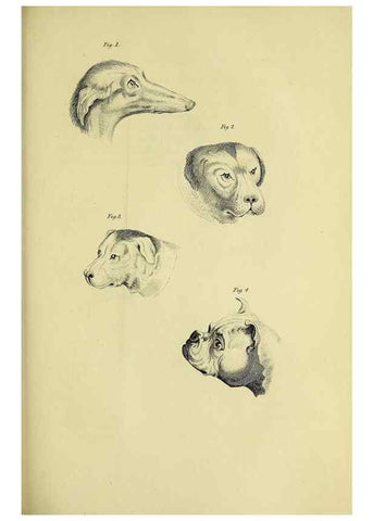 Reproducción/Reproduction 48346592227: General and particular descriptions of the vertebrated animals :. London :Printed for Baldwin, Cradock, and Joy :MDCCCXXI [1821]. 