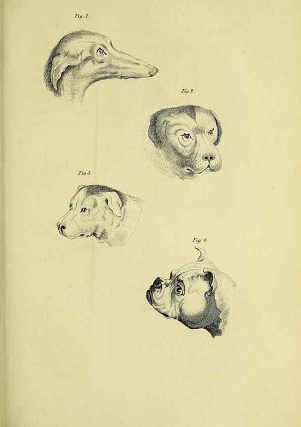 Reproducción/Reproduction 48346592227: General and particular descriptions of the vertebrated animals :. London :Printed for Baldwin, Cradock, and Joy :MDCCCXXI [1821]. 
