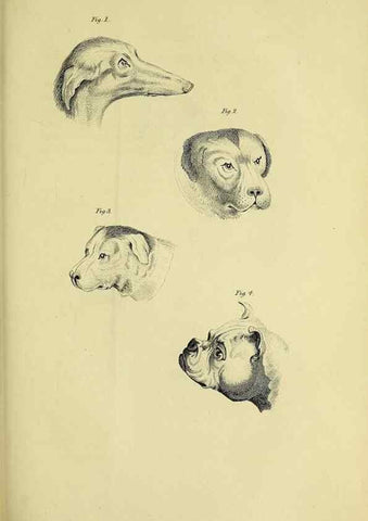 Reproducción/Reproduction 48346592227: General and particular descriptions of the vertebrated animals :. London :Printed for Baldwin, Cradock, and Joy :MDCCCXXI [1821]. 