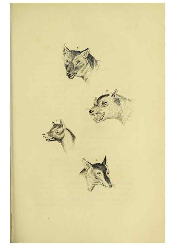 Reproducción/Reproduction 48346592567: General and particular descriptions of the vertebrated animals :. London :Printed for Baldwin, Cradock, and Joy :MDCCCXXI [1821]. 