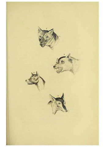 Reproducción/Reproduction 48346592567: General and particular descriptions of the vertebrated animals :. London :Printed for Baldwin, Cradock, and Joy :MDCCCXXI [1821]. 