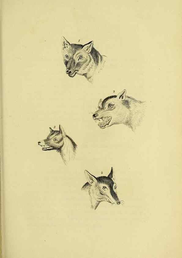 Reproducción/Reproduction 48346592567: General and particular descriptions of the vertebrated animals :. London :Printed for Baldwin, Cradock, and Joy :MDCCCXXI [1821]. 