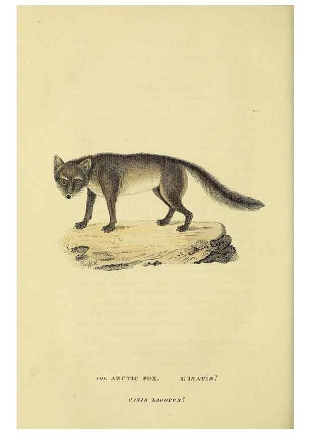 Reproducción/Reproduction 48346592972: General and particular descriptions of the vertebrated animals :. London :Printed for Baldwin, Cradock, and Joy :MDCCCXXI [1821]. 