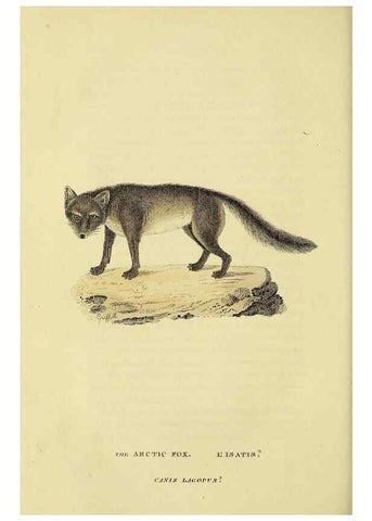 Reproducción/Reproduction 48346592972: General and particular descriptions of the vertebrated animals :. London :Printed for Baldwin, Cradock, and Joy :MDCCCXXI [1821]. 