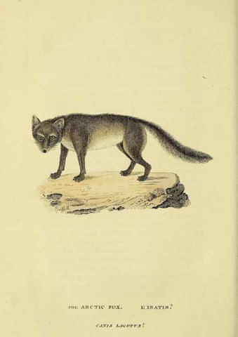 Reproducción/Reproduction 48346592972: General and particular descriptions of the vertebrated animals :. London :Printed for Baldwin, Cradock, and Joy :MDCCCXXI [1821]. 
