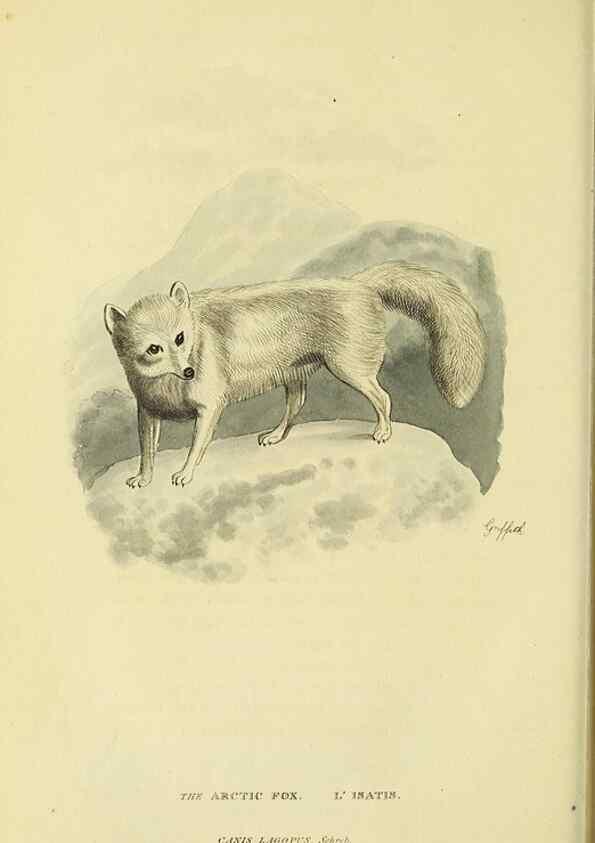 Reproducción/Reproduction 48346593262: General and particular descriptions of the vertebrated animals :. London :Printed for Baldwin, Cradock, and Joy :MDCCCXXI [1821]. 