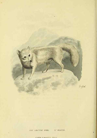 Reproducción/Reproduction 48346593262: General and particular descriptions of the vertebrated animals :. London :Printed for Baldwin, Cradock, and Joy :MDCCCXXI [1821]. 