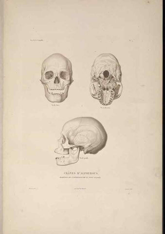 Reproducción/Reproduction 48346801161: Voyage autour du monde :. Paris :Arthus Bertrand,1825-1830 [i.e. 1838]. 
