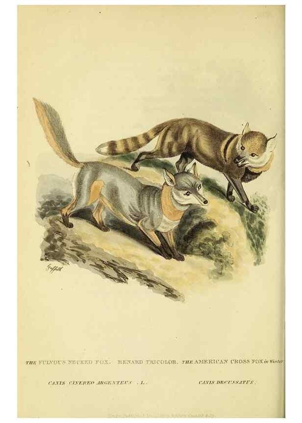 Reproducción/Reproduction 48346455261: General and particular descriptions of the vertebrated animals :. London :Printed for Baldwin, Cradock, and Joy :MDCCCXXI [1821]. 