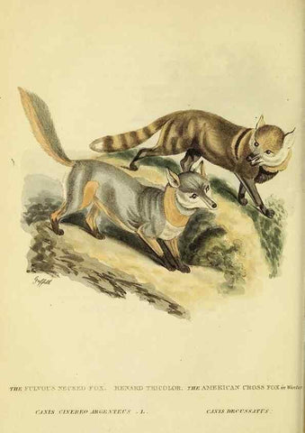 Reproducción/Reproduction 48346455261: General and particular descriptions of the vertebrated animals :. London :Printed for Baldwin, Cradock, and Joy :MDCCCXXI [1821]. 