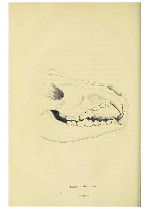 Reproducción/Reproduction 48346456046: General and particular descriptions of the vertebrated animals :. London :Printed for Baldwin, Cradock, and Joy :MDCCCXXI [1821]. 