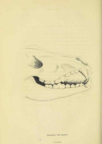 Reproducción/Reproduction 48346456046: General and particular descriptions of the vertebrated animals :. London :Printed for Baldwin, Cradock, and Joy :MDCCCXXI [1821]. 