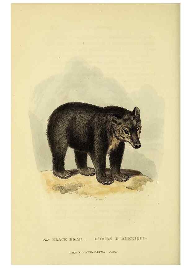 Reproducción/Reproduction 48346594732: General and particular descriptions of the vertebrated animals :. London :Printed for Baldwin, Cradock, and Joy :MDCCCXXI [1821]. 