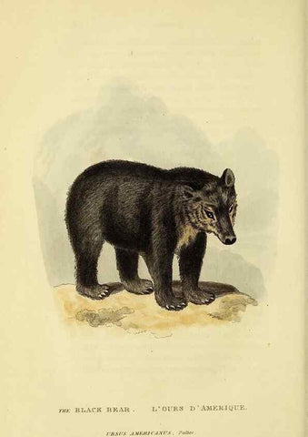 Reproducción/Reproduction 48346594732: General and particular descriptions of the vertebrated animals :. London :Printed for Baldwin, Cradock, and Joy :MDCCCXXI [1821]. 