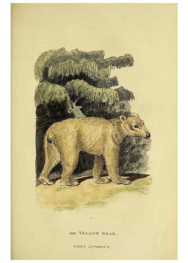 Reproducción/Reproduction 48346595072: General and particular descriptions of the vertebrated animals :. London :Printed for Baldwin, Cradock, and Joy :MDCCCXXI [1821]. 
