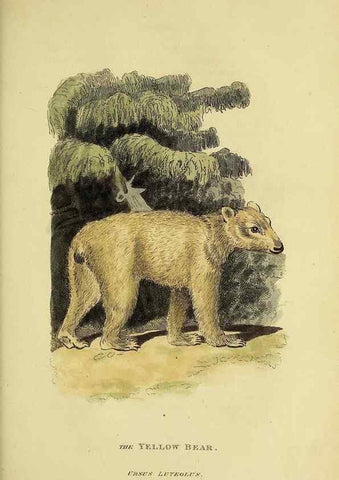 Reproducción/Reproduction 48346595072: General and particular descriptions of the vertebrated animals :. London :Printed for Baldwin, Cradock, and Joy :MDCCCXXI [1821]. 