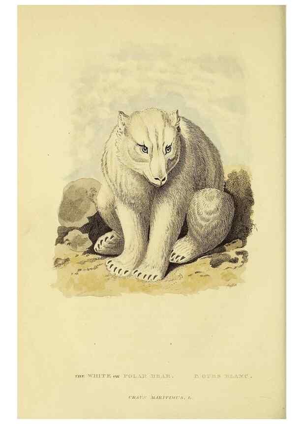 Reproducción/Reproduction 48346595467: General and particular descriptions of the vertebrated animals :. London :Printed for Baldwin, Cradock, and Joy :MDCCCXXI [1821]. 