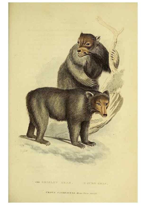 Reproducción/Reproduction 48346457681: General and particular descriptions of the vertebrated animals :. London :Printed for Baldwin, Cradock, and Joy :MDCCCXXI [1821]. 
