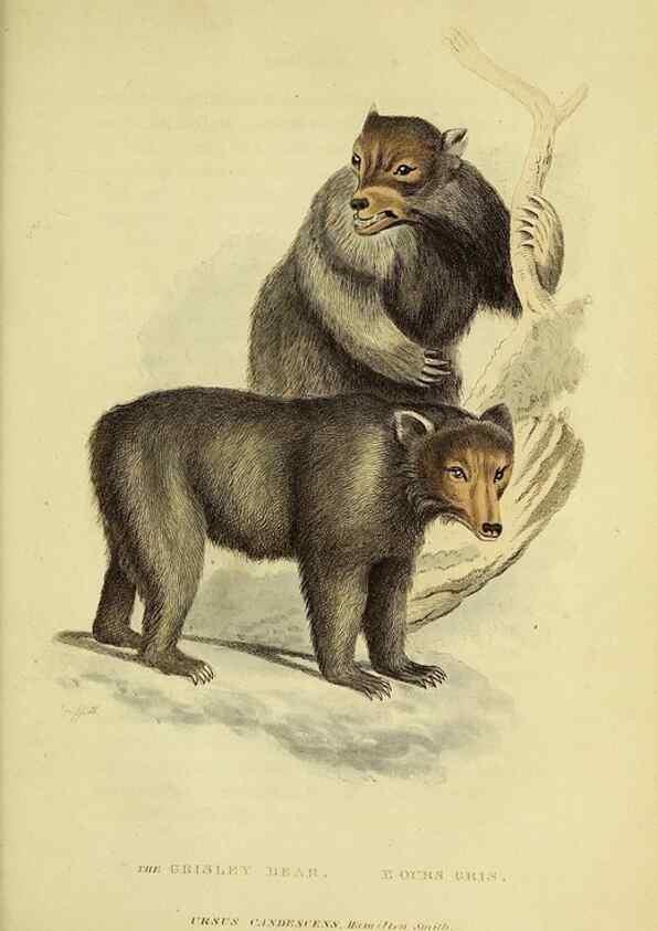 Reproducción/Reproduction 48346457681: General and particular descriptions of the vertebrated animals :. London :Printed for Baldwin, Cradock, and Joy :MDCCCXXI [1821]. 